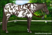 Horse Color:Liver Chestnut Appaloosa