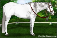 Horse Color:Liver Chestnut Sabino Snowcap 