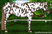 Horse Color:Liver Chestnut Near Leopard 