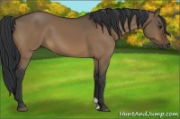 Horse Color:Brown Dun 