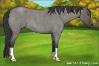 Horse Color:Smoky Grullo Roan 