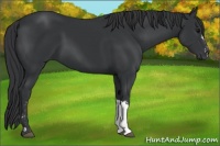 Horse Color:Black and Black