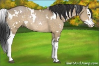 Horse Color:White Spotted Brown Dun Splash Rabicano 