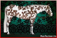 Horse Color:Silver Brown Splash Appaloosa