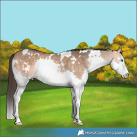 Horse Color:White Spotted Bay Dun Splash