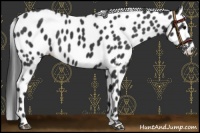 Horse Color:Black Appaloosa