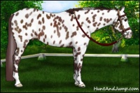 Horse Color:Chocolate Bay Appaloosa 