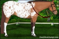 Horse Color:Chocolate Bay Appaloosa 