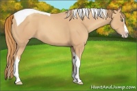 Horse Color:Gold Champagne Splash Tobiano
