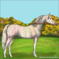 Horse Color:Palomino Ice Roan 