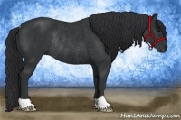 Horse Color:Black Rabicano 