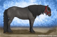 Horse Color:Black Rabicano 