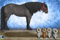 Horse Color:Black Rabicano 