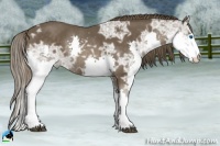 Horse Color:Liver Chestnut Ice Splash 