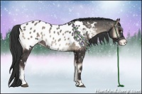 Horse Color:Blue Onyx Appaloosa Rabicano 