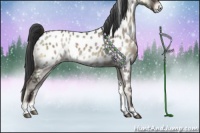 Horse Color:Grullo Onyx Near Leopard