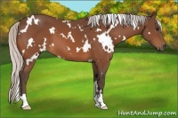 Horse Color:White Spotted Silver Bay 
