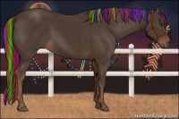 Horse Color:Painted Liver Chestnut Rabicano