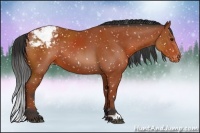 Horse Color:Bay Appaloosa