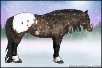Horse Color:Brown Ice Sabino Appaloosa