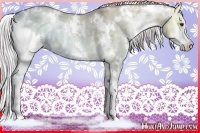 Horse Color:White Spotted Chocolate Silver Grullo Chinchilla Ice Onyx Sabino Brindle 