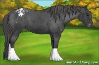 Horse Color:Black Appaloosa