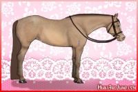 Horse Color:Amber Champagne Appaloosa 