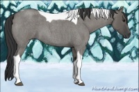 Horse Color:Grullo Roan Tobiano