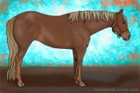 Horse Color:Chestnut 