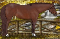 Horse Color:Chocolate Brown 