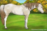 Horse Color:White Spotted Smoky Grullo Pearl Rabicano 