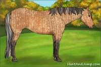 Horse Color:Silver Bay Dun  and Bay 