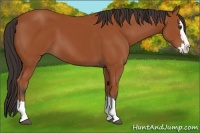Horse Color:Bay Sabino Splash 
