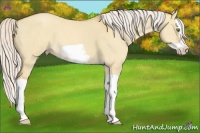 Horse Color:Silver Classic Champagne Dun Splash Frame 