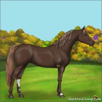 Horse Color:Liver Chestnut Rabicano 