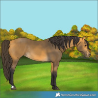 Horse Color:Buckskin Rabicano 