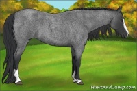 Horse Color:Blue Roan Sabino
