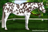 Horse Color:Liver Chestnut Splash Appaloosa 