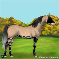 Horse Color:Bay Dun Splash 