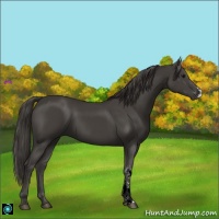 Horse Color:Smoky Black 