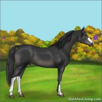 Horse Color:Black 