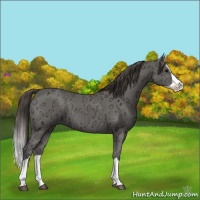 Horse Color:Smoky Black Ice Splash
