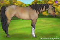 Horse Color:Bay Dun Brindle 