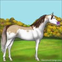 Horse Color:Red Dun Splash