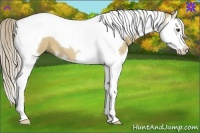 Horse Color:Palomino Dun Splash Tobiano 