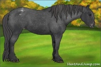 Horse Color:Black Appaloosa 