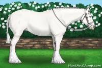 Horse Color:Silver Perlino Dun