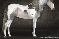 Horse Color:Liver Chestnut Tobiano 