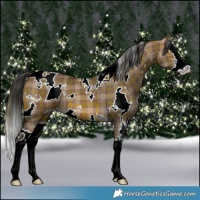 Horse Color:Plaid  White Spotted Brown Dun Sabino Splash 
