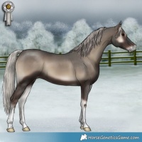 Horse Color:Silver Blue Onyx 